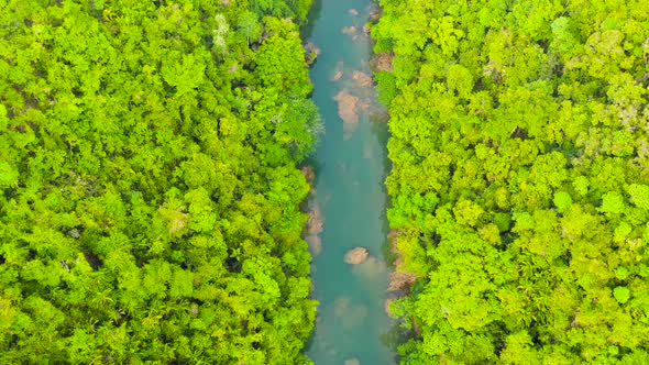 Loboc River in the Jungle