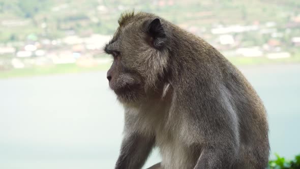 Monkeys in the Forest in Bali