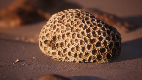 Old Coral on the Sand Beach