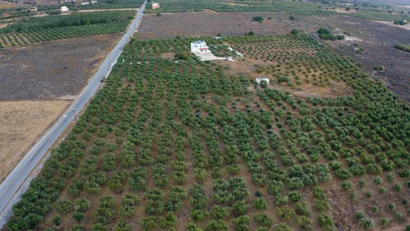 Aerial view of Garden with olives in Greece. Plantations with olives. Olive grove in autumn