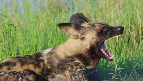 African Wild Dog Yawning While Lying In The Grass At Khwai In Botswana, South Africa. - close up
