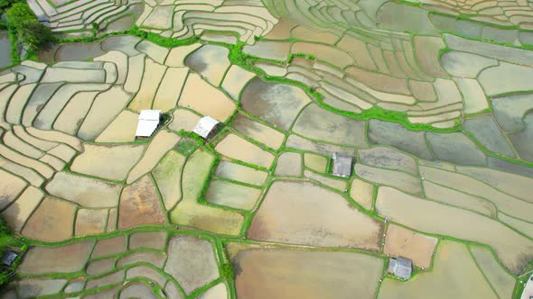 Aerial view of agriculture in rice fields for cultivation