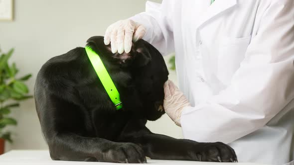 Veterinarian Conducting Examination of Black Labrador Ears