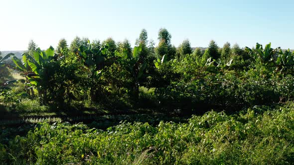 Rows and rows of organically grown produce, automatic sprinklers and banana trees - aerial view