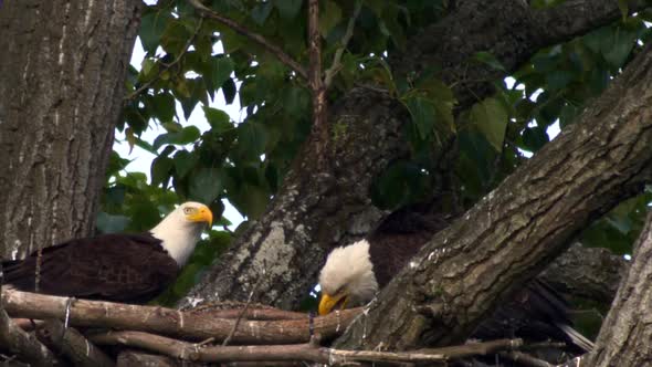 Close up static shot of bald eagle couple in nest