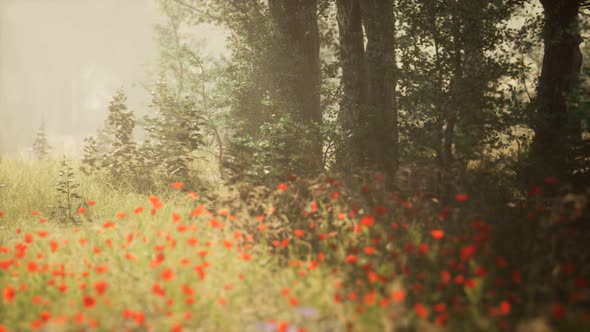 Clearing in the Forest in Sunny Summer Morning