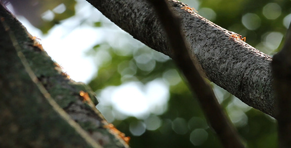 Red Ants on Branch - Focus Changing 02