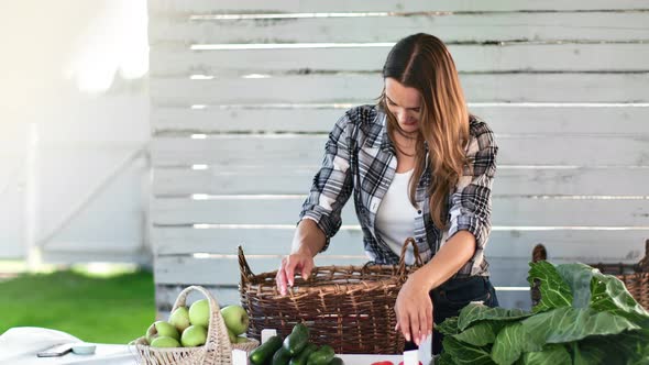 Woman Agricultural Worker Putting Vegetables From Basket Enjoying Harvest