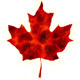 Canada Flag (2 in 1) - VideoHive Item for Sale