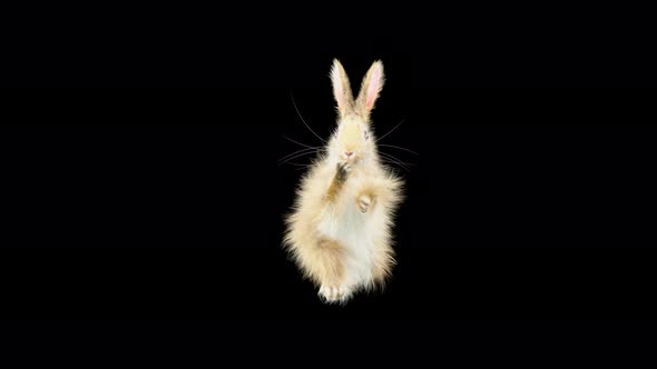 Rabbit Dancing 4K