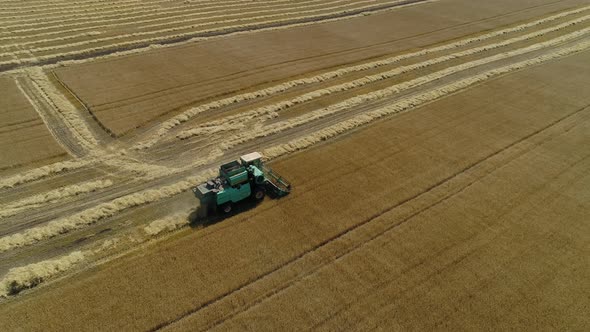 Aerial Drone Footage. Combine Harvester Gathers the Wheat. Harvesting Grain Field