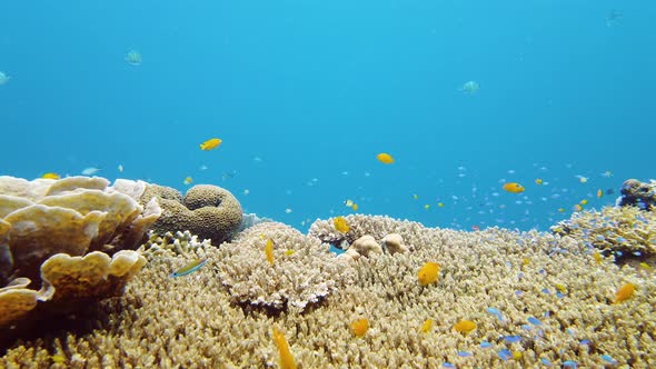 The Underwater World of a Coral Reef. Leyte, Philippines