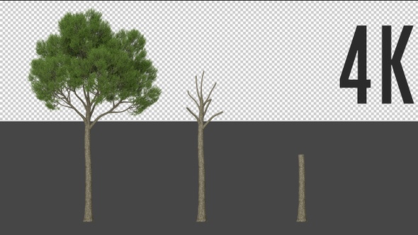 Pine Tree Growing