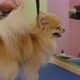 The Girl Cuts the Hair on the Back Paw of a Small Dog - VideoHive Item for Sale
