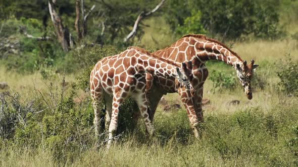 Two wild giraffes fighting near the bush, Kenya, Africa