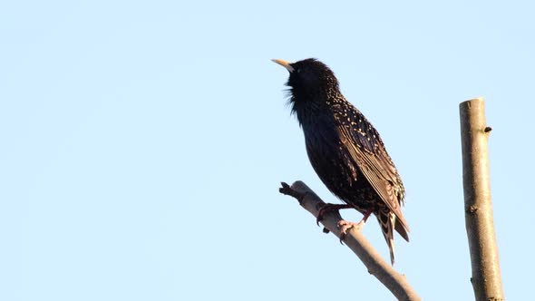 Singing Starling on Branch