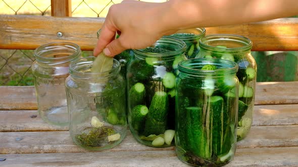 Process of Canning Pickled Gherkins Pickles Cucumbers in Glass Jars