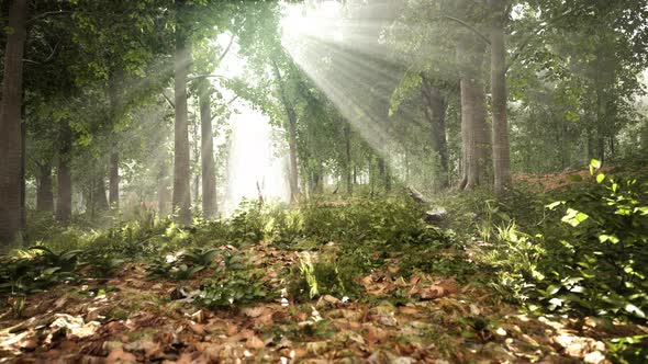 Forest Trees Nature Green Wood Sunlight View