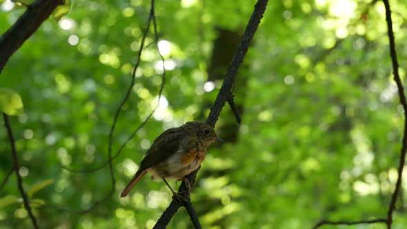 The Bird A Robin Sitting On A Branch.