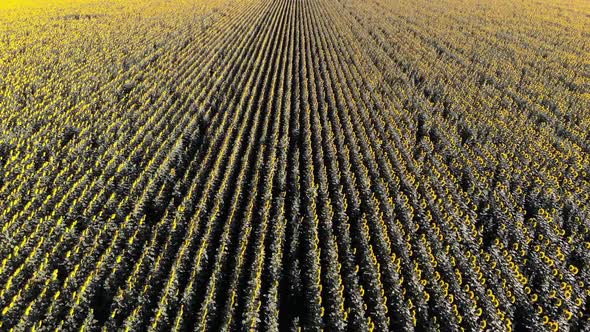 Aerial Drone View of Sunflowers Field