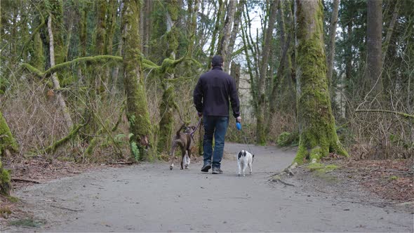 Man Walking Dogs on the Hiking Trail