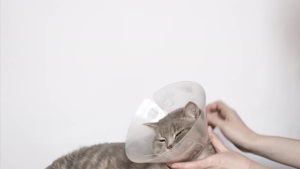 Veterinarian Remove a Cat's Veterinary Collar