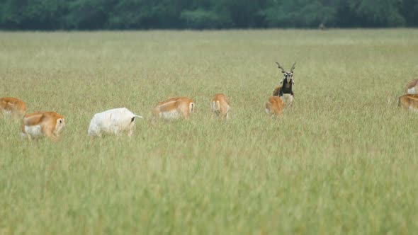 A herd of blackbuck females along with a leucistic female graze in the open grassland as a black mal