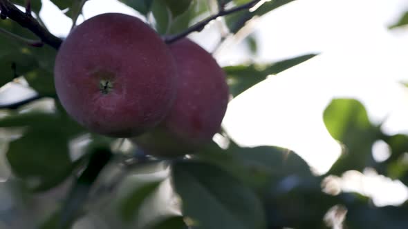 Closeup of extreme lens flares from backlit red, ripe apples.