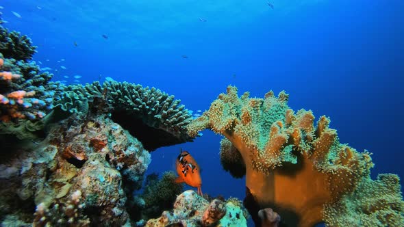 Tropical Underwater Reef Sea Fishes