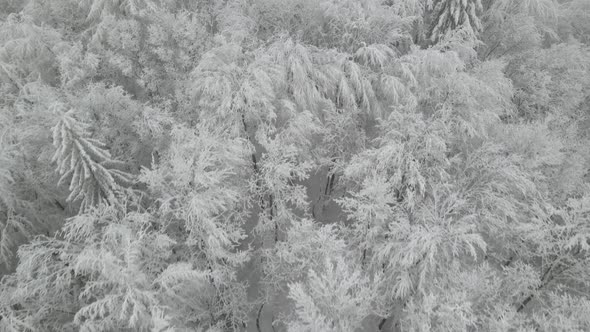 Pine frozen woods of Elblag during extreme chilly winters