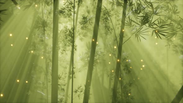 Asian Bamboo Forest with Morning Fog Weather alt