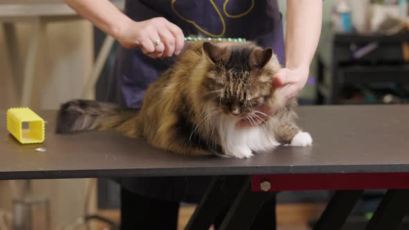 cat gently brushed by groomer in pet salon