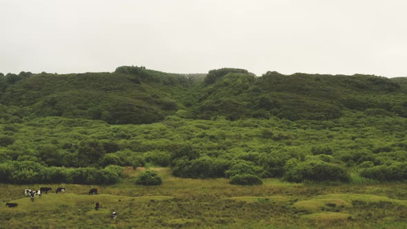 Drone Over Cows In Green Landscape