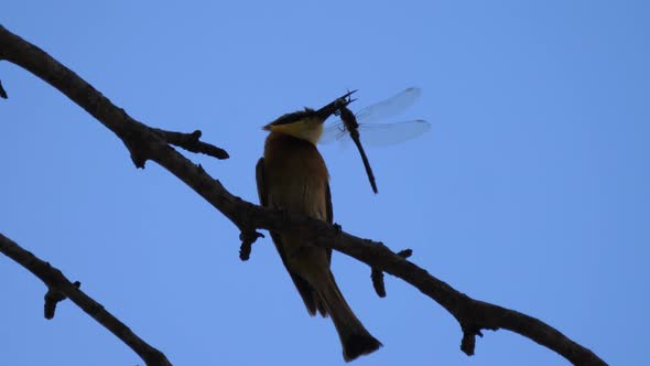 Swallow-tailed bee-eater on a tree branch eating a dragonfly