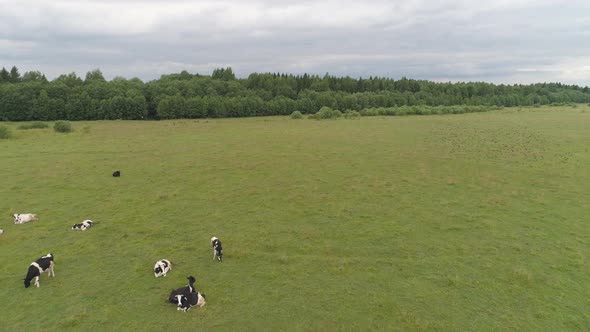 Cows Graze on Pasture