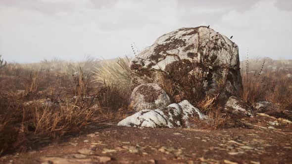 Dry Grass and Rocks Landscape