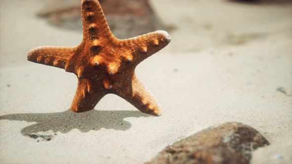 Red Starfish on Ocean Beach with Golden Sand