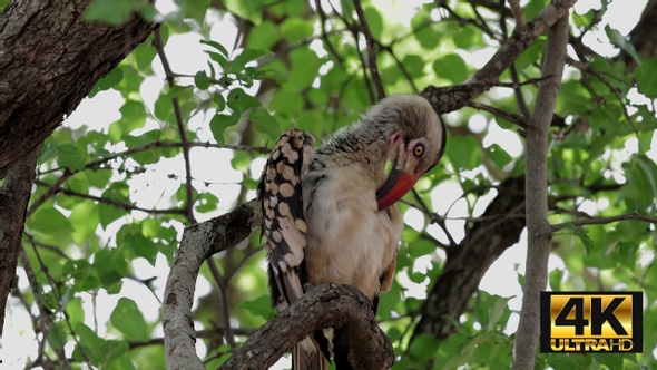 Red-Billed Hornbill