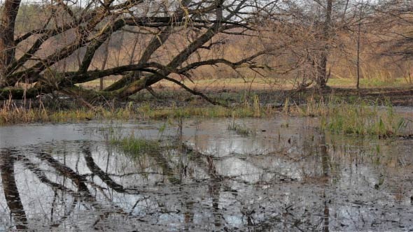 Epic Swamp in the Forest (Slow Slider Shoot)