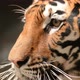 bengal tiger face close up - VideoHive Item for Sale