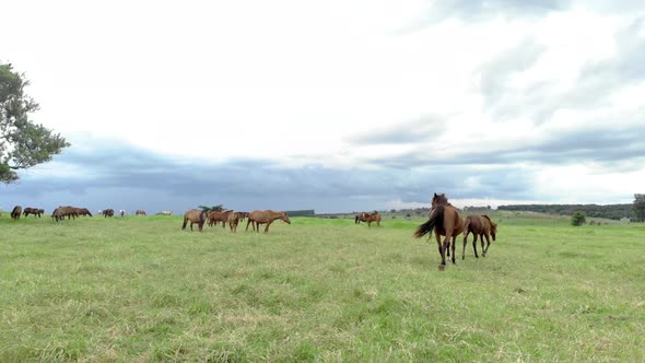 Horses at green pastures of horse farms. Country summer landscape.