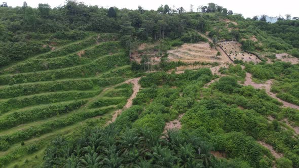 Aerial view plantation at hill side