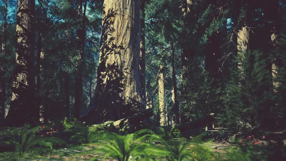 Giant Sequoias Forest of Sequoia National Park in California Mountains