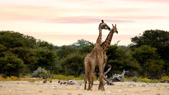 Two cute Giraffes in love in Etosha, Namibia safari wildlife Africa