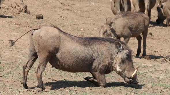 Warthog Feeding