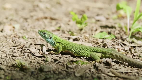 Male of European Green Lizard Lacerta Viridis in the Garden