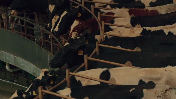 Adult Cows with Tags on Ears on Automated Milking