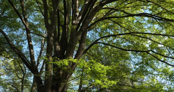 Japanese zelkova known as Japanese elm or keyaki