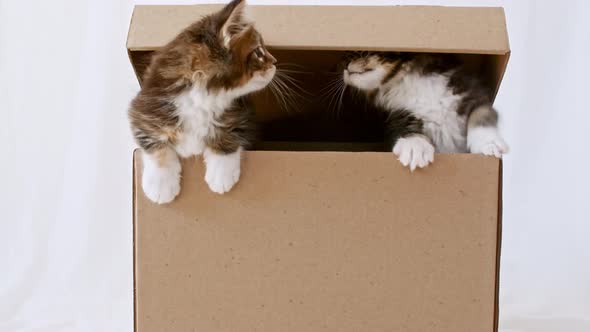 Cute Grey Kittens in a Cardboard Box Isolated on a White Background