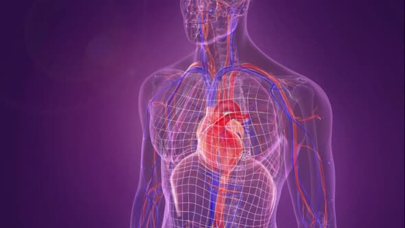 Transparent human 3D Medical Animated cardiovascular system